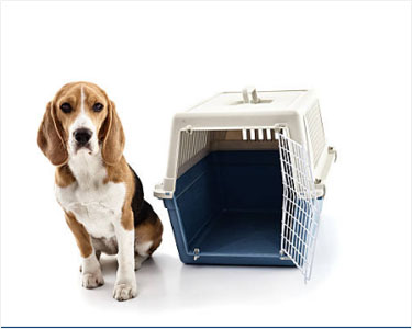 Pet Moving